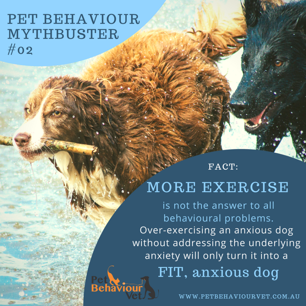 Pet Behaviour Mythbuster #2 - More exercise is not always the answer